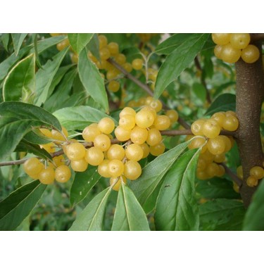 Picture of Sarı Güz Yemişi