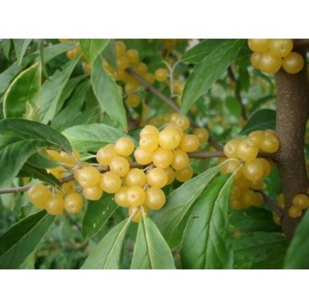 Picture of Sarı Güz Yemişi