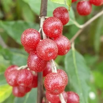 Kırmızı Güz Yemişi resmi