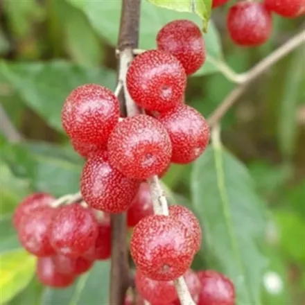 Picture of Kırmızı Güz Yemişi