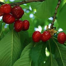 Picture of Early Burlat