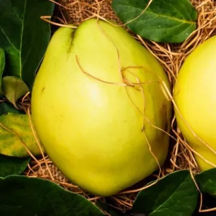 Picture of Ayva Fidanı