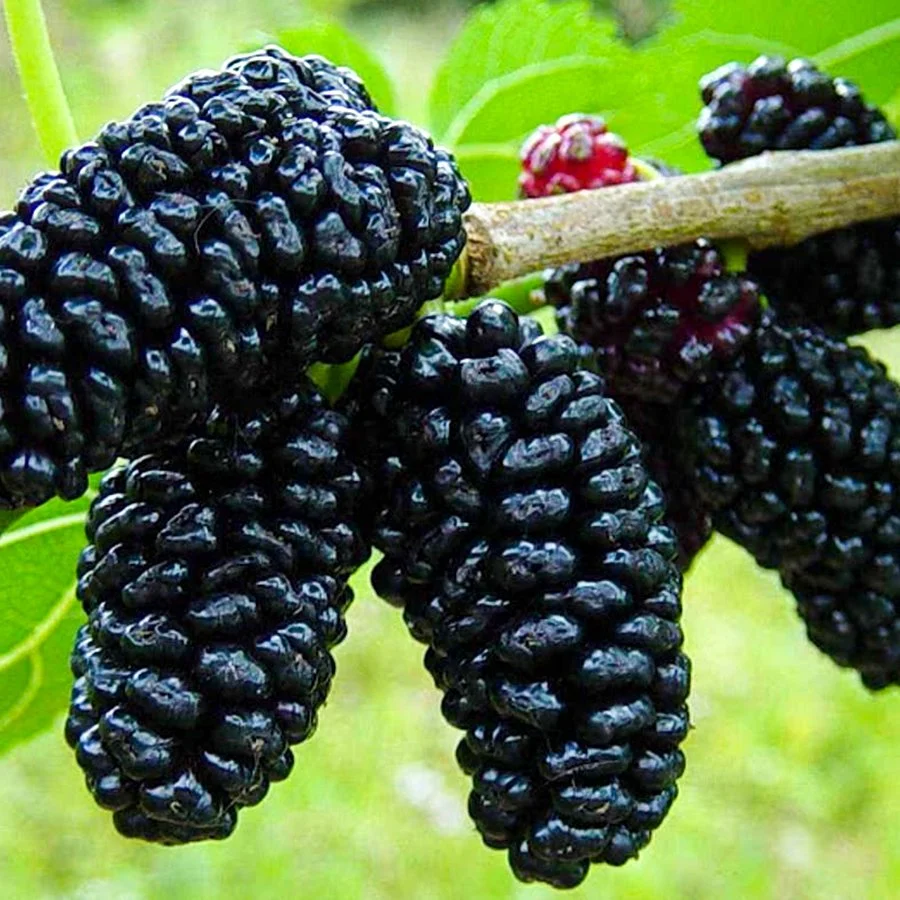 Picture of Avustralya Dut