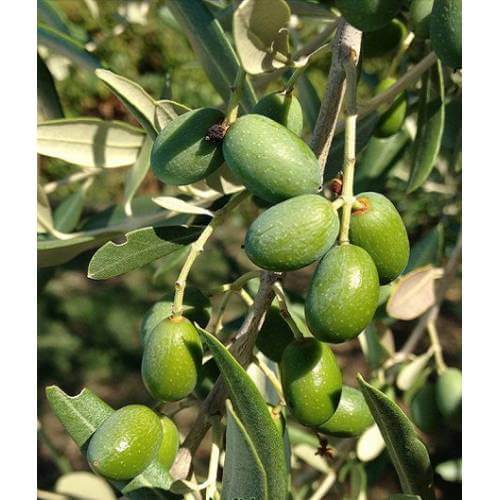 Picture of Delice Aşılı Cekişte