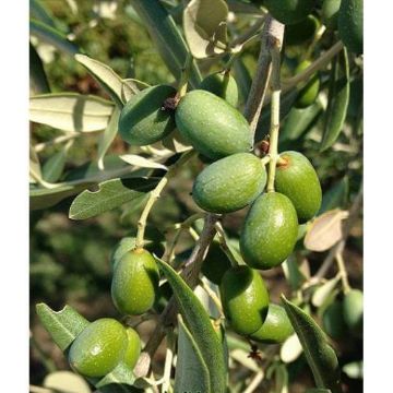 Delice Aşılı Cekişte resmi