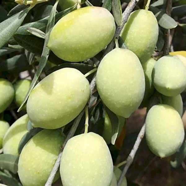 Picture of Aşılı Memecik Zeytin