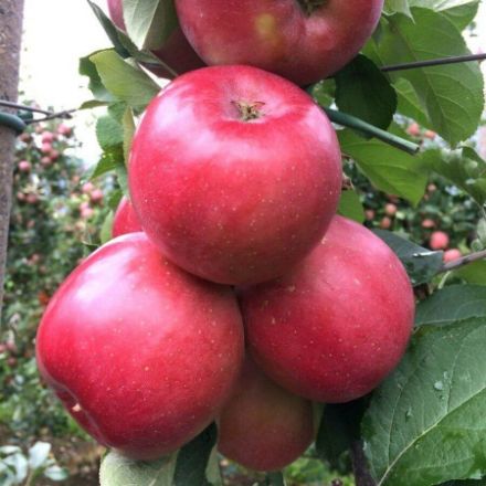 Picture of Fuji Elma