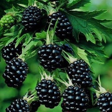 Böğürtlen Fidanı resmi