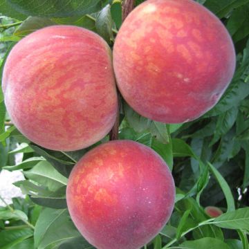 Seftali Fidanı resmi