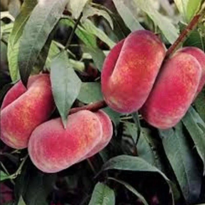 Picture of Domat Seftali