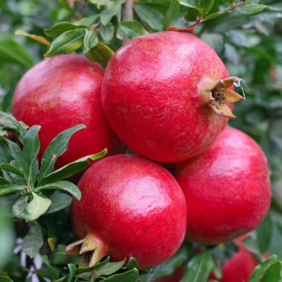 Picture of Wonderful