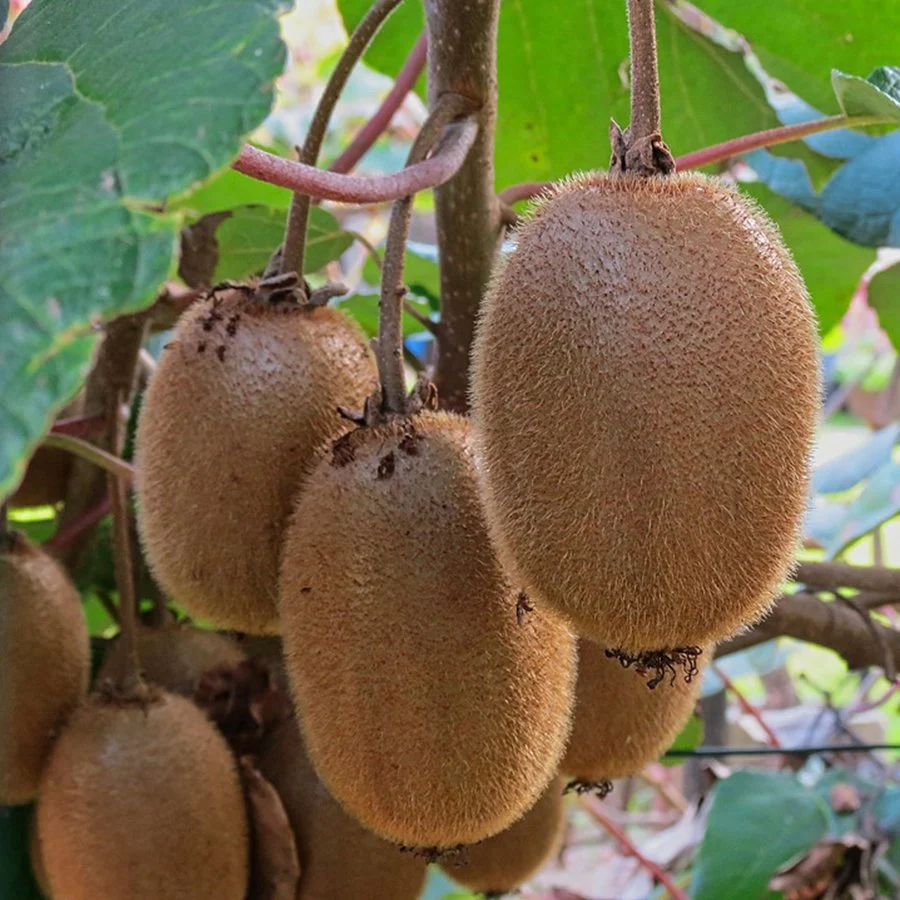 Picture of Harward(Dişi)