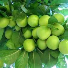 Picture of Kebap Erik