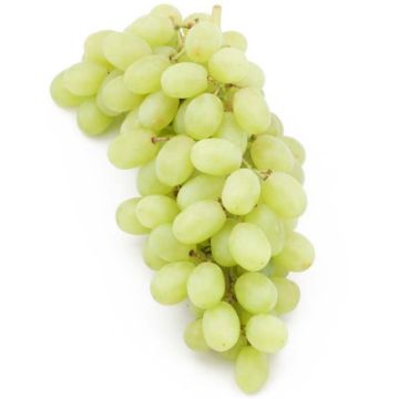 Thomson Seedless Uzum resmi