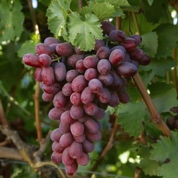 Crimson Seedless Uzum resmi