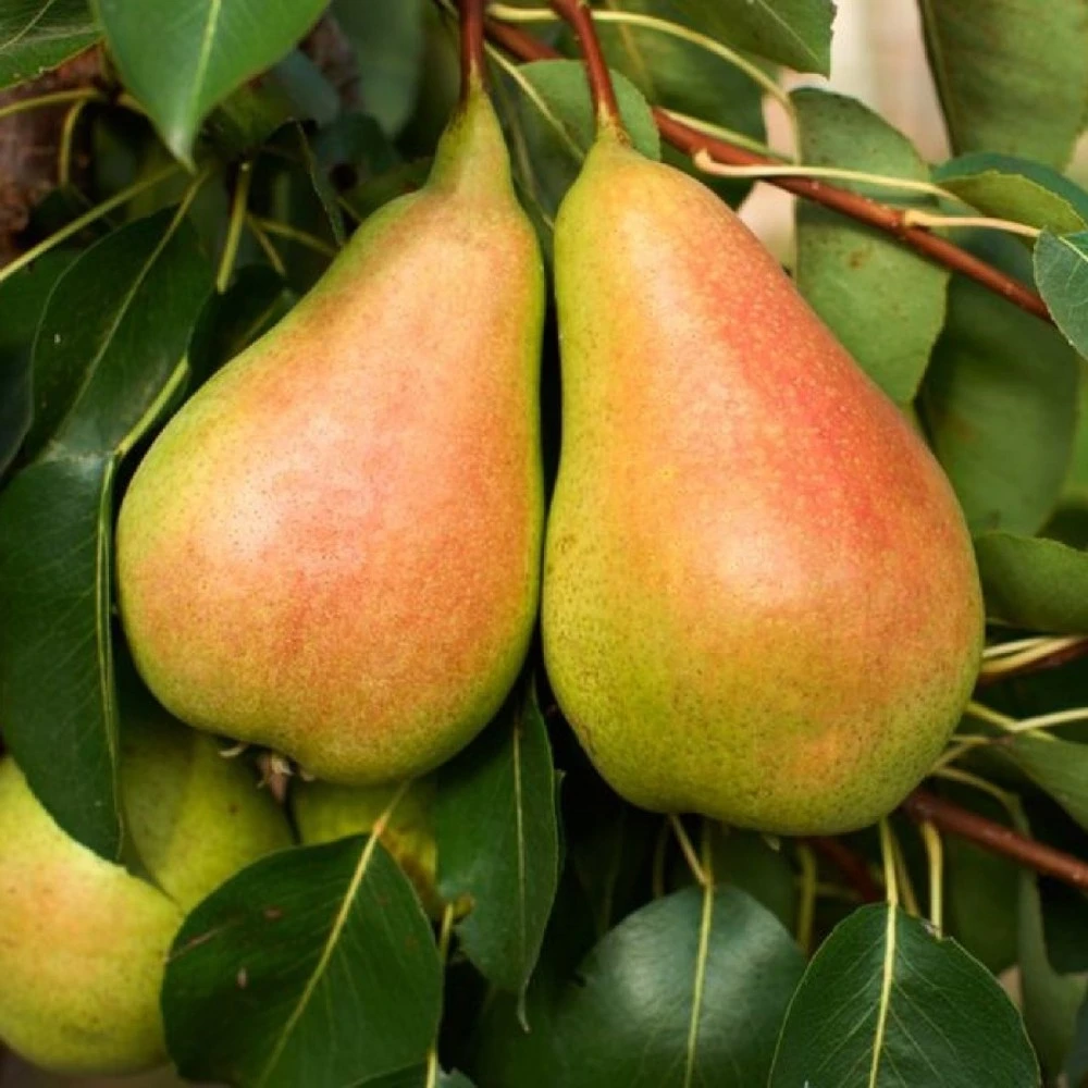 Picture of Santa Maria Armut