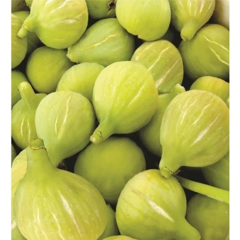 Picture of Bardacık Incir