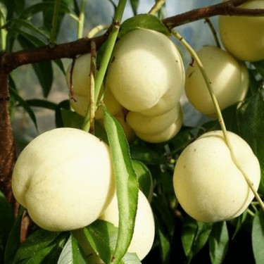 Picture of Beyaz Tüysüz Nektarin